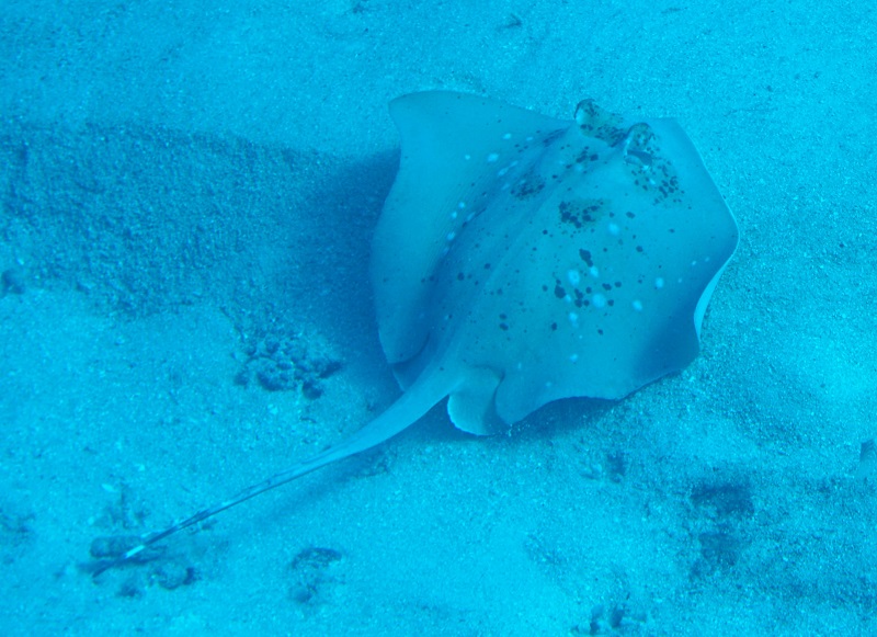great barrier reef blue spotted stingray