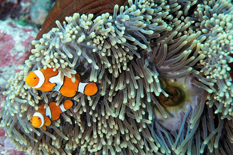 great barrier reef clownfish nemo
