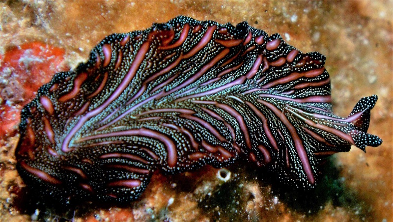 great barrier reef pink black flatworm