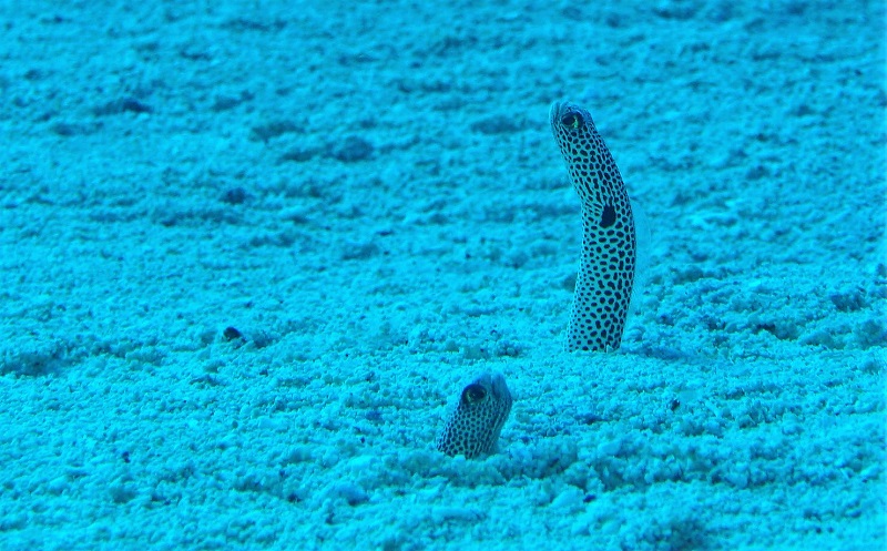 great barrier reef garden eels