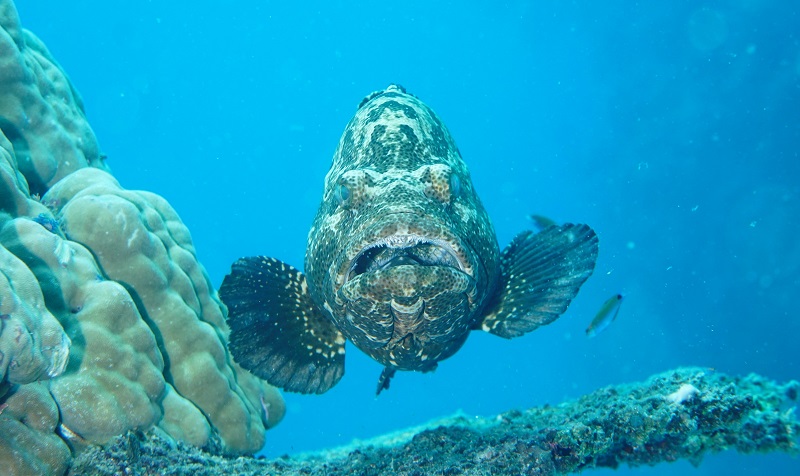 great barrier reef grouper