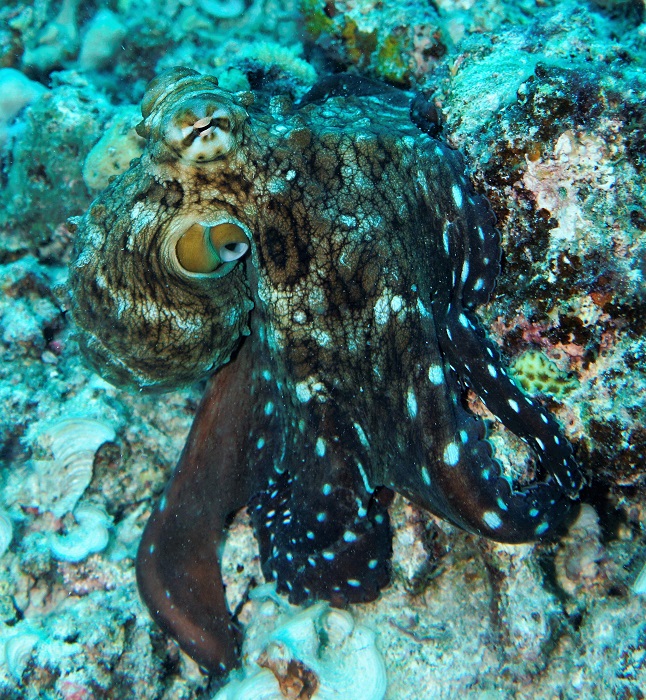 great barrier reef octopus