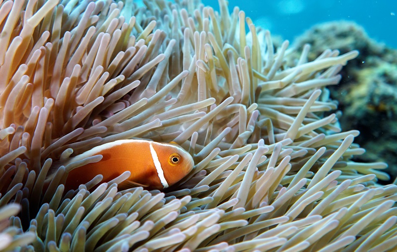 great barrier reef pink anemonefish