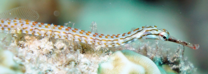 great barrier reef pipefish
