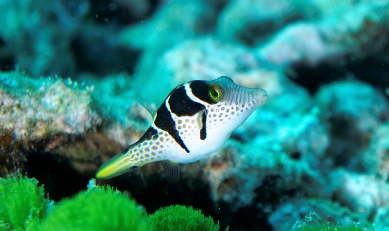 great barrier reef saddled pufferfish