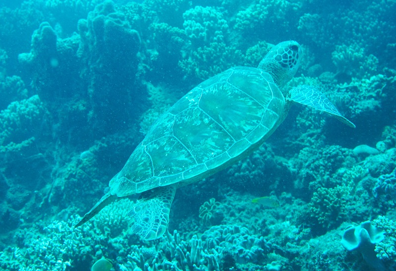 great barrier reef sea turtle