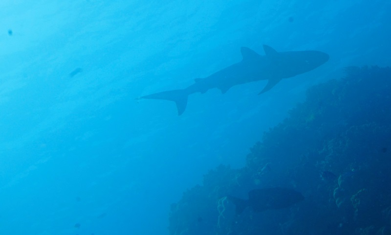 great barrier reef shark silhouette
