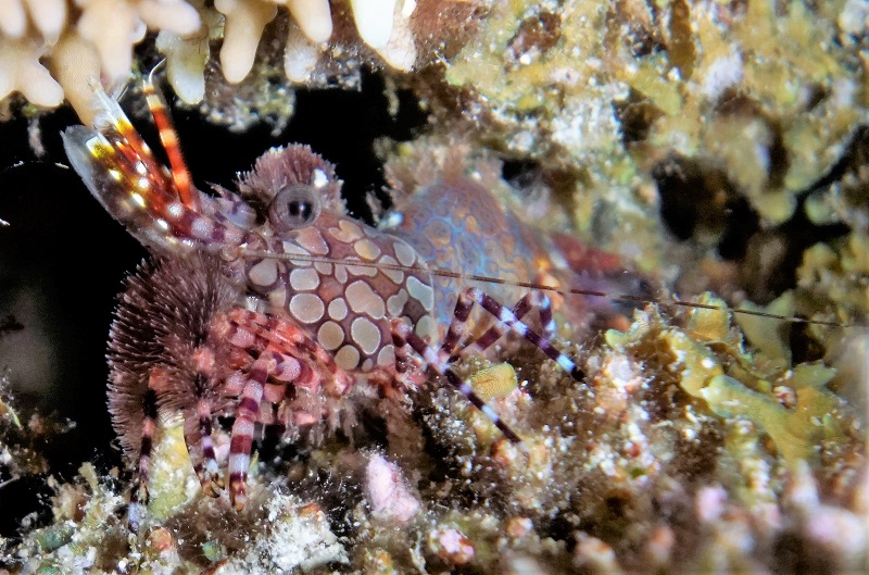 great barrier reef shrimp