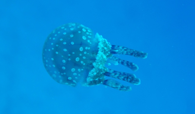 great barrier reef spotted jellyfish