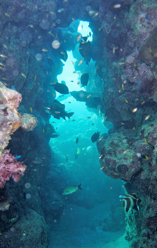 great barrier reef swim through