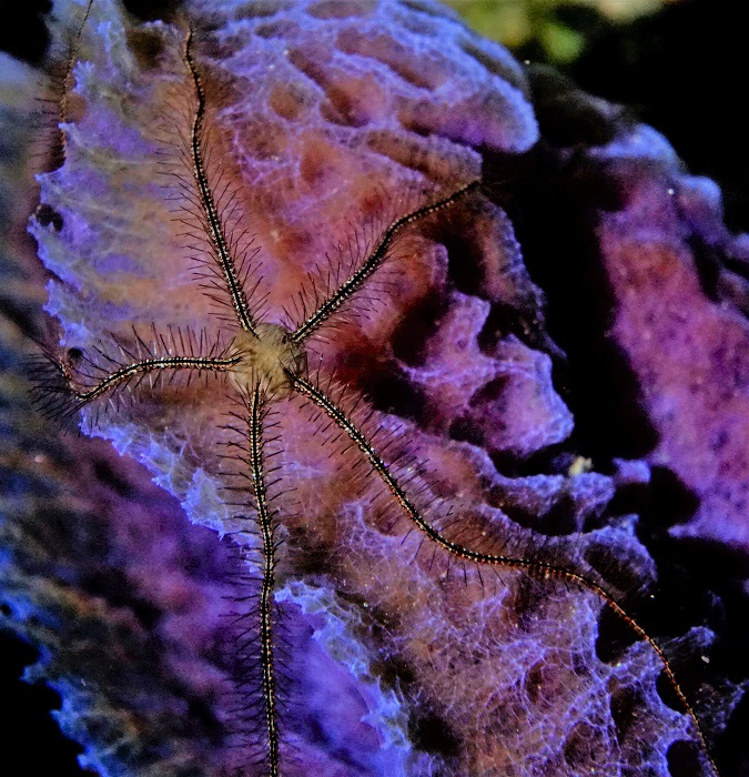 grand cayman brittle star