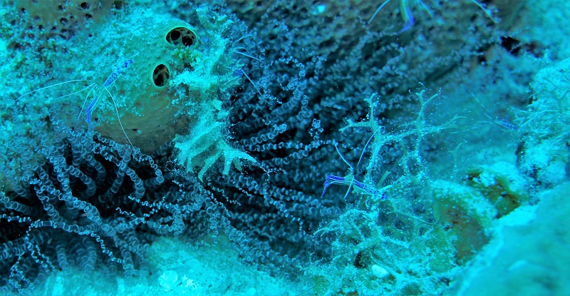 grand cayman cleaner shrimp