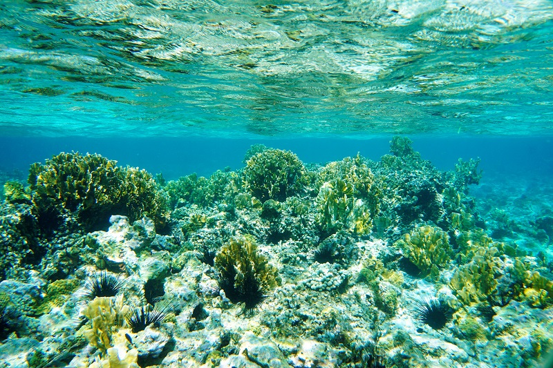 grand cayman coral