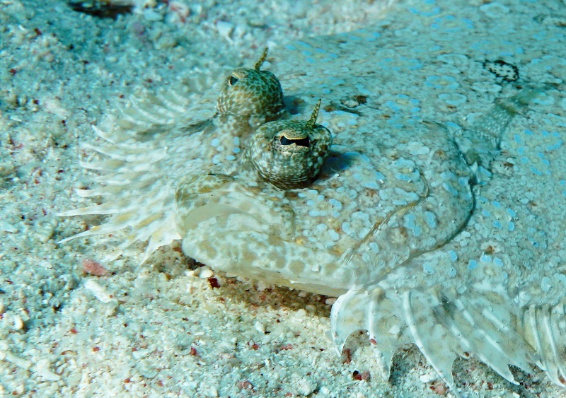 grand cayman flounder