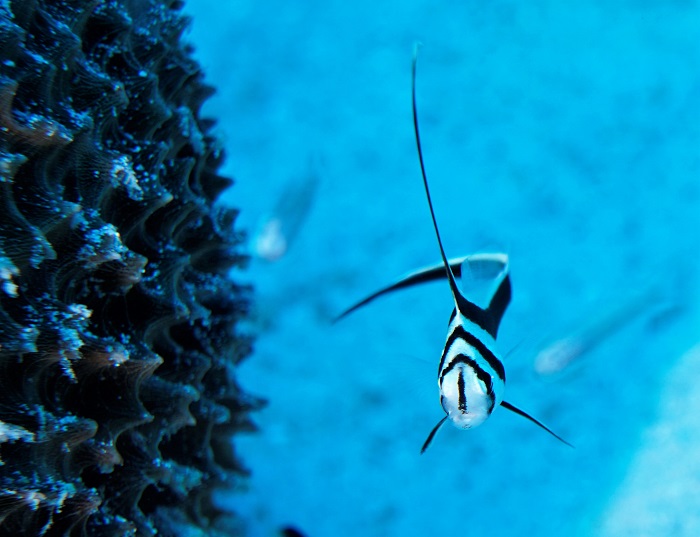 grand cayman juvenile spotted drumfish