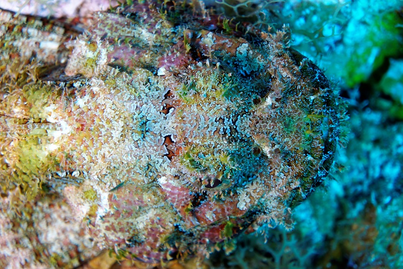 grand cayman scorpionfish