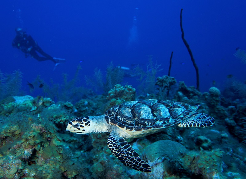 grand cayman sea turtle