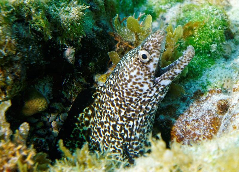 grand cayman spotted moray