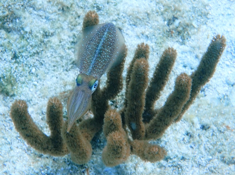grand cayman squid