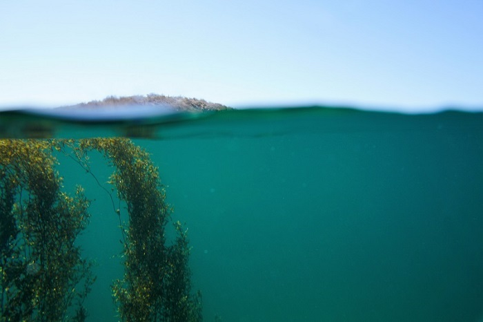 San carlos surface seaweed piedras pintas