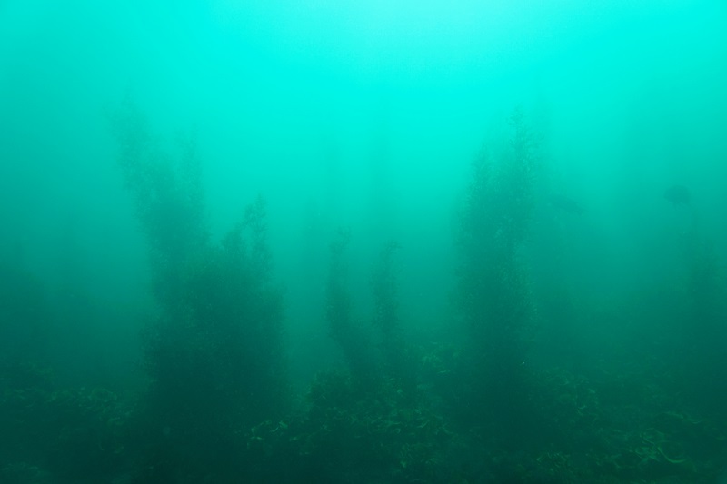 san carlos underwater april seaweed