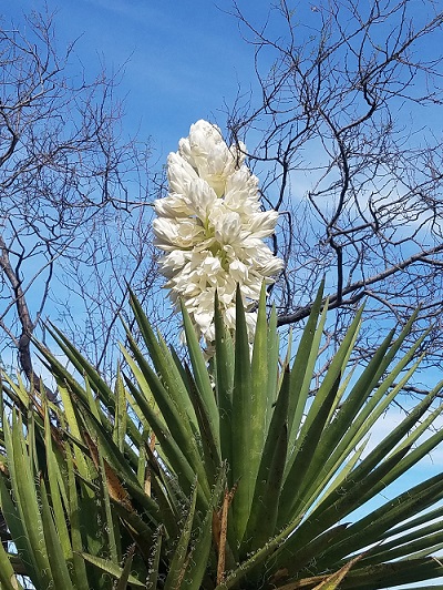 yucca bloom catalina foothills