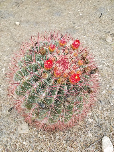 tucson barrel cactus flower