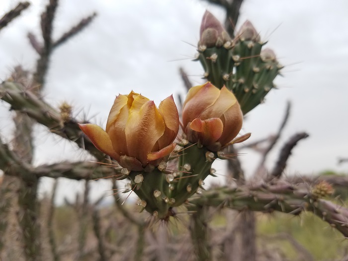 saguaro desert cholla flowers