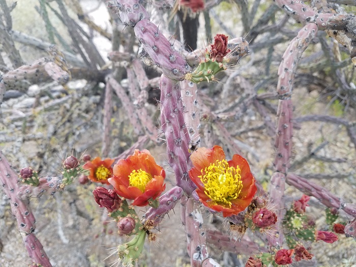 saguaro desert cholla flowers
