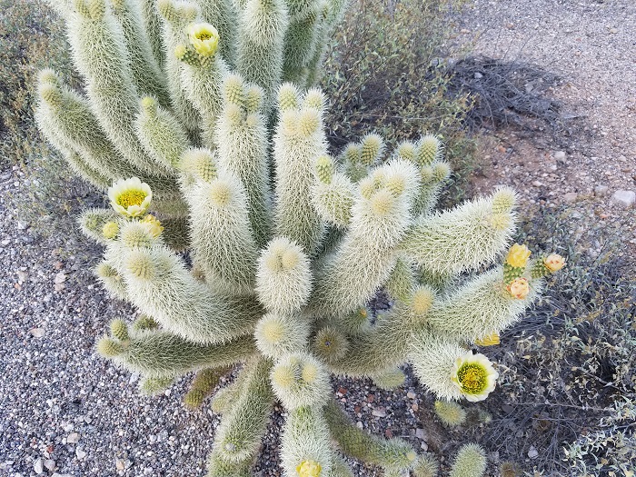 tucson cholla desert flowers
