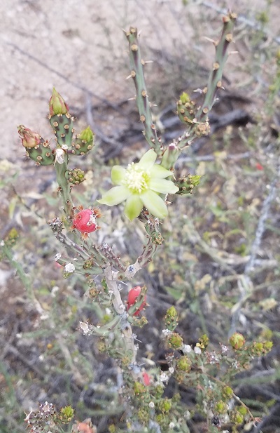 arizona cholla cactus flower