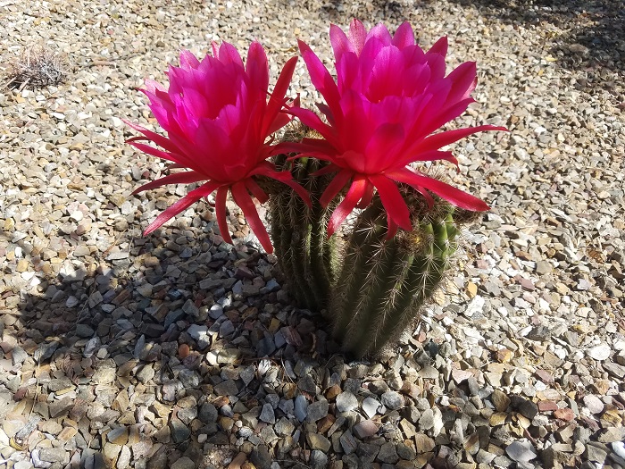 saguaro desert cactus desert flowers