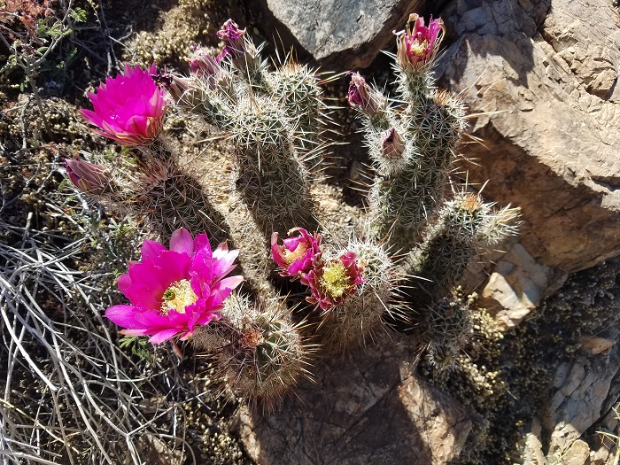arizona hedgehog cactus flowers