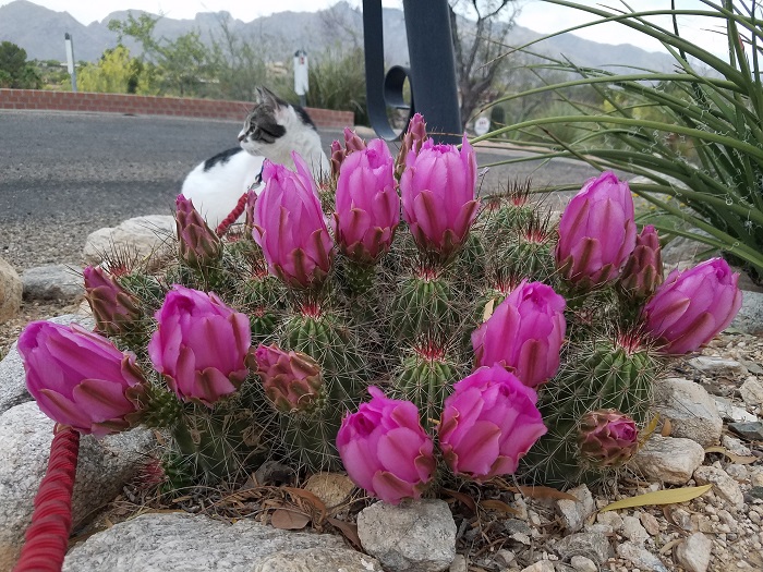 tucson arizona hedgehog cactus desert flowers