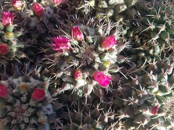 saguaro desert hedgehog cactus flowers