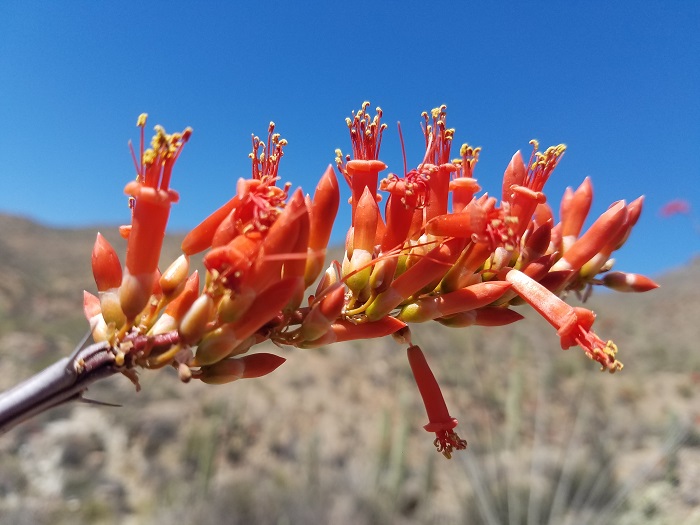saguaro desert ocotillo flowers