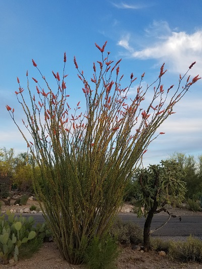 saugaro desert ocotillo blooming