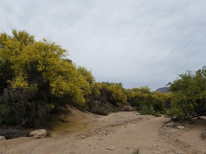 Tucson arizona palo verde flowers