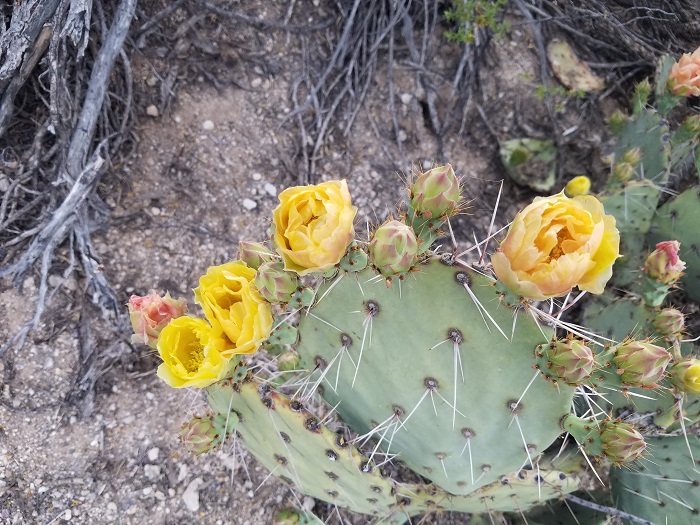 saguaro desert prickly pear cactus blooms