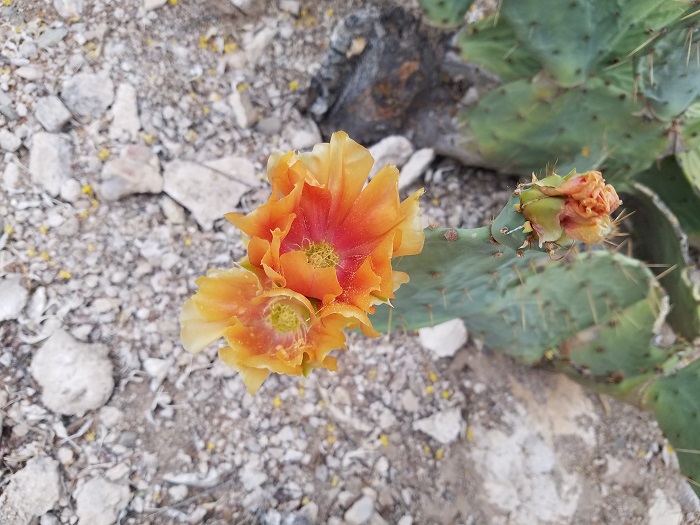 catalina foothills prickly pear cactus blooms