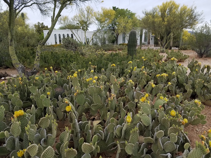 saguaro desert prickly pear cactus blooms