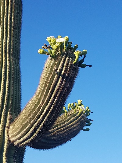 tucson saguaro cactus flowers