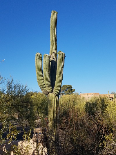 tucson saguaro cactus