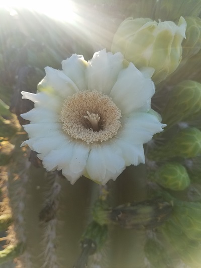 tucson saguaro cactus flower closeup