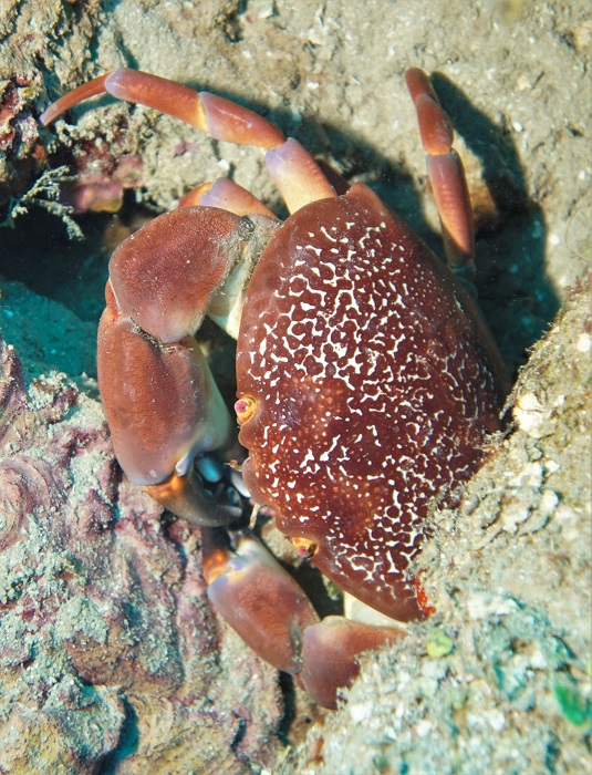 roatan batwing coral crab