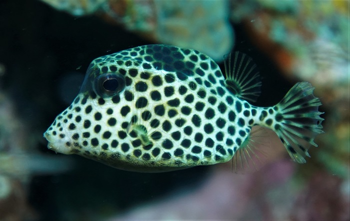 utila spotted trunkfish