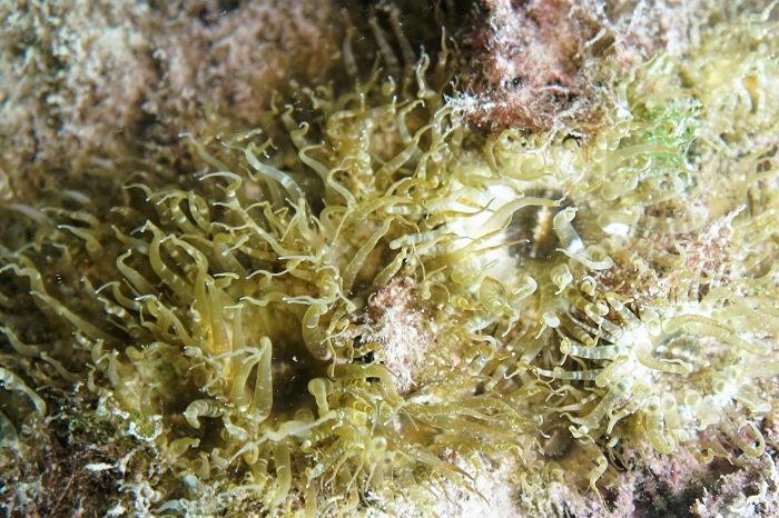 san carlos anemone