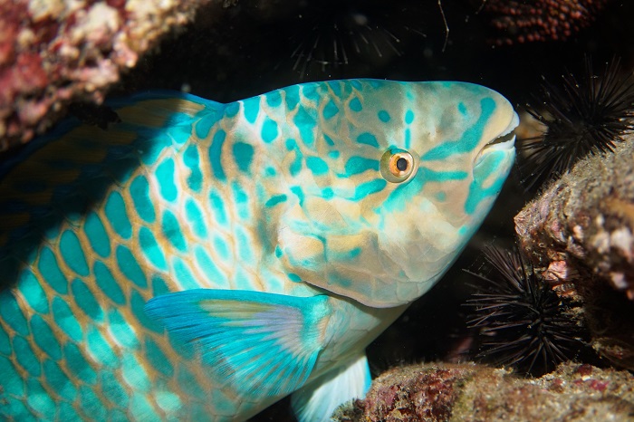 san carlos azure parrotfish