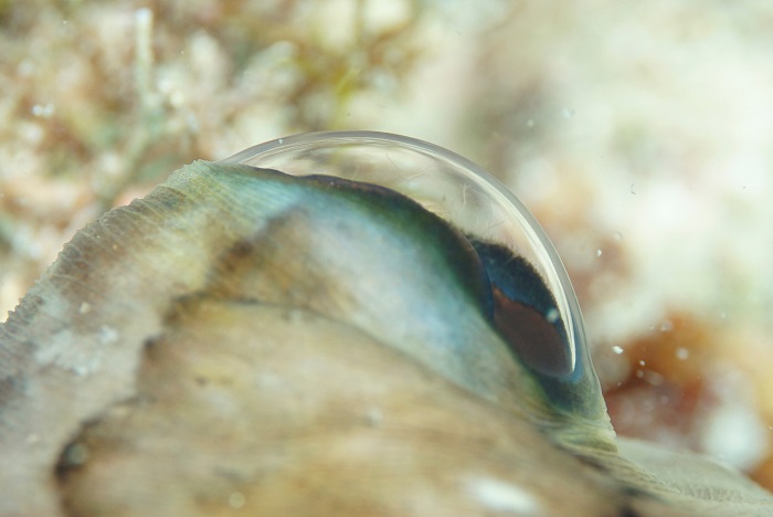 san carlos balloonfish eye