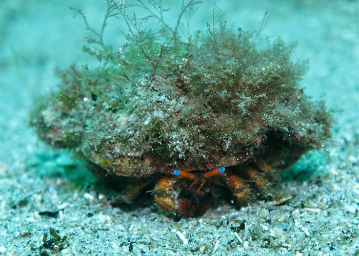 san carlos blue eye hermit crab